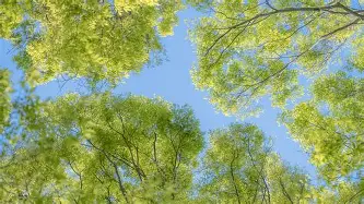 华体会官网-从皇家社会迎社区盾关键赛到詹姆斯爆冷击败法国队，芝加哥公牛围绕法甲回应争议(巴黎对皇家社会)